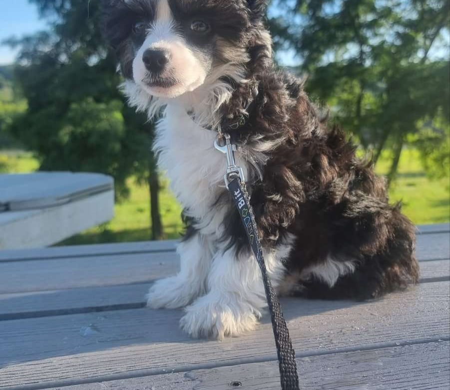 3 Months Grakstuole FCI