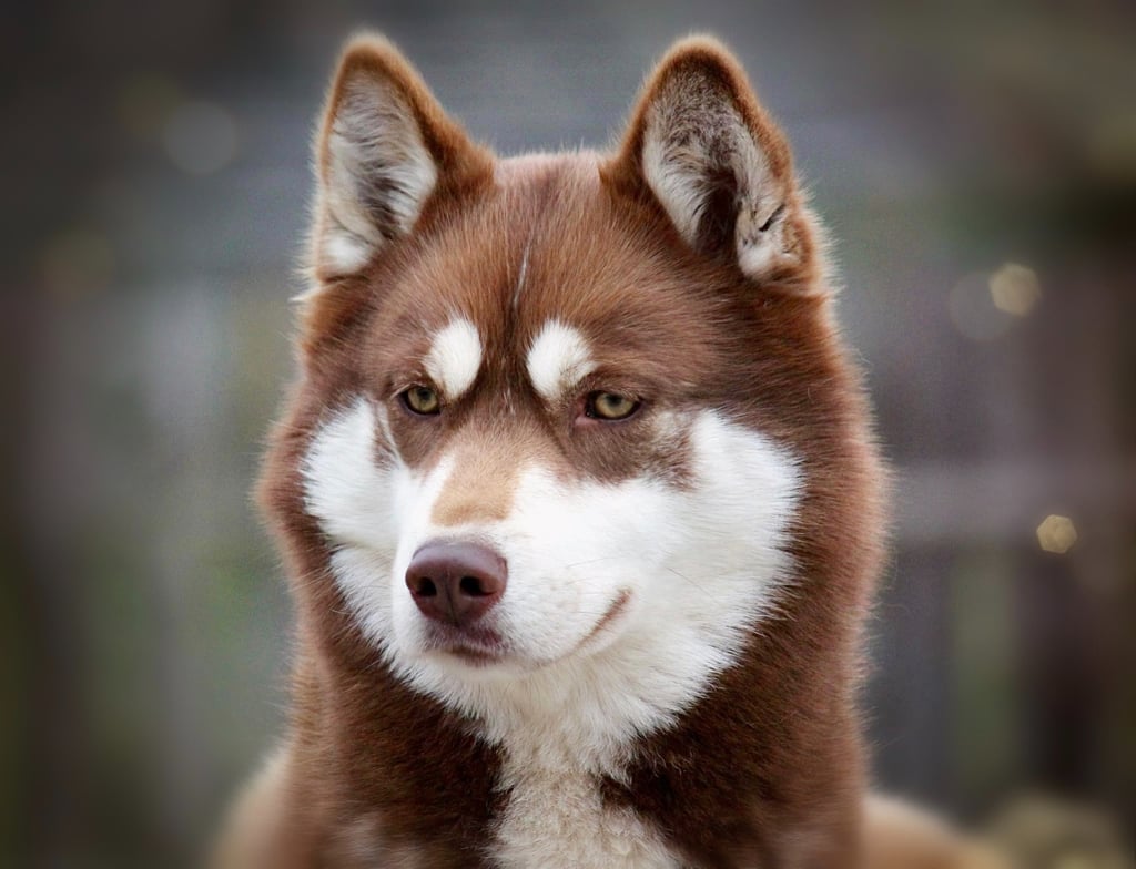 Husky-Erlebnisse, Husky-Ausfahrten, Husky-Trekkingtouren, Husky Abenteuer, Dietfurt, Bayern