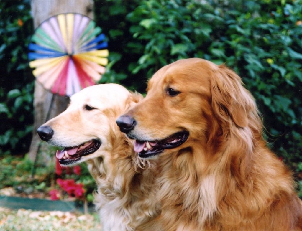 2 dogs holding sit stay off-leash smiling for the camera