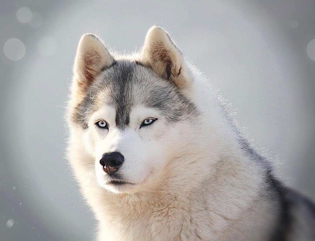 Husky-Erlebnisse, Husky-Ausfahrten, Husky-Trekkingtouren, Husky Abenteuer, Dietfurt, Bayern