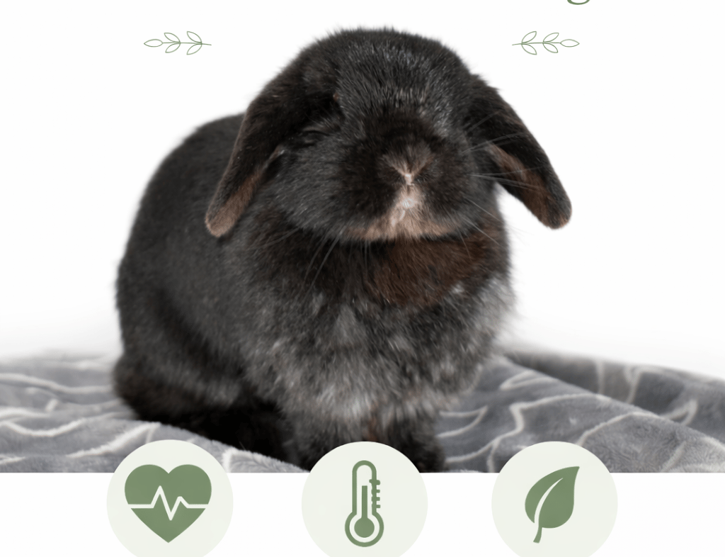 Hot Cross Buns' Zinnia listening to normal vital signs for rabbits