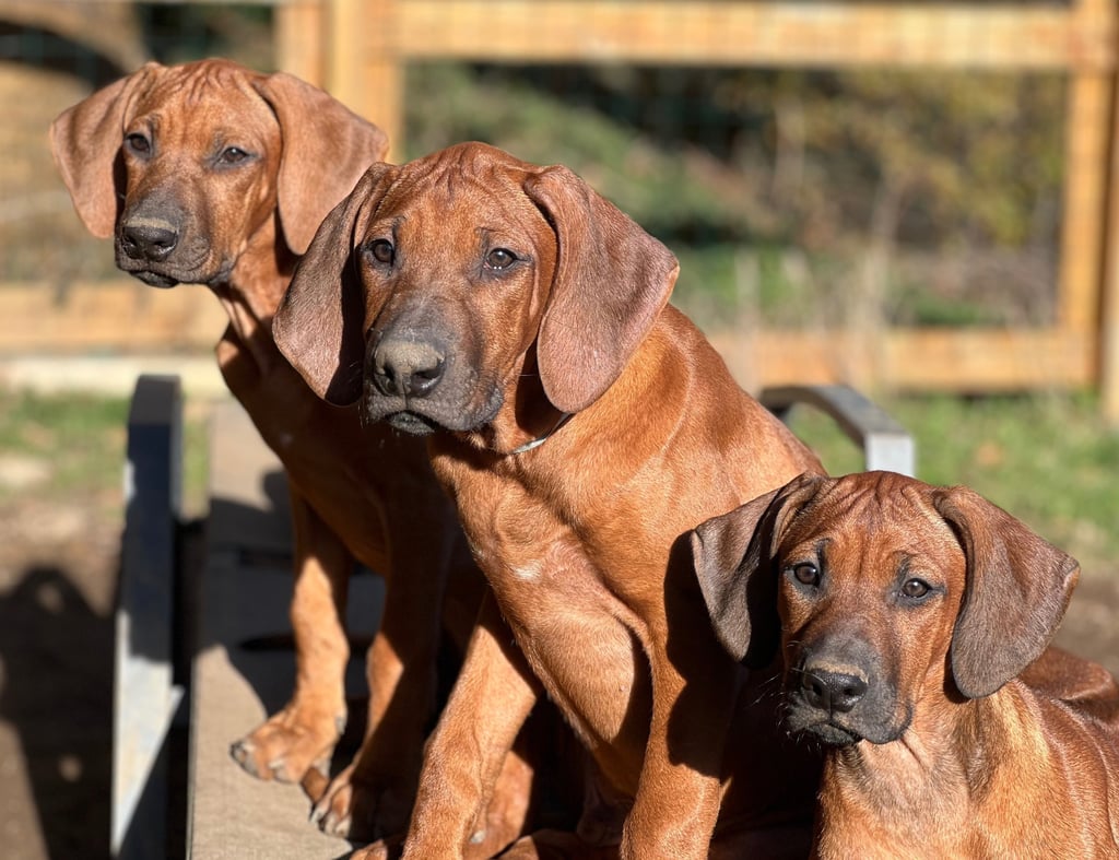 Chiots Rhodesian Ridgeback élevés en famille dans le sud de la France