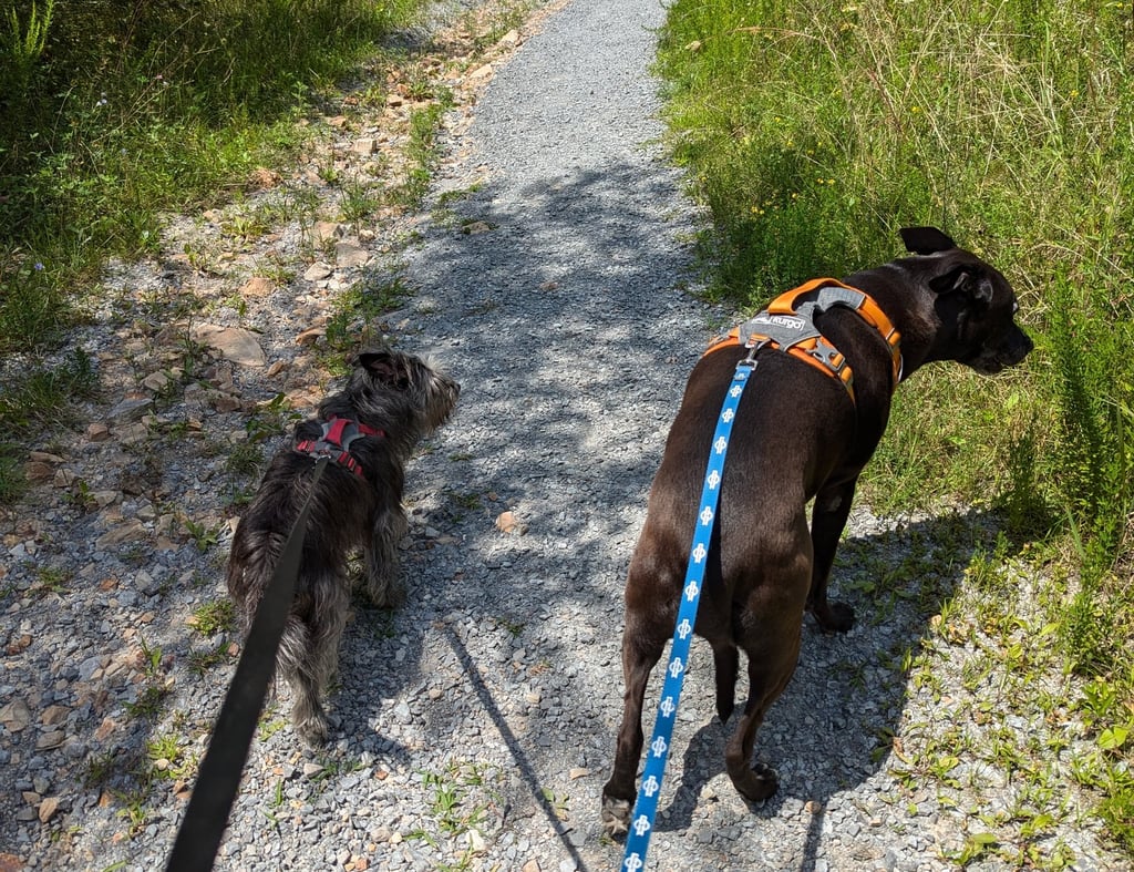 Two black dogs on a trail in the woods