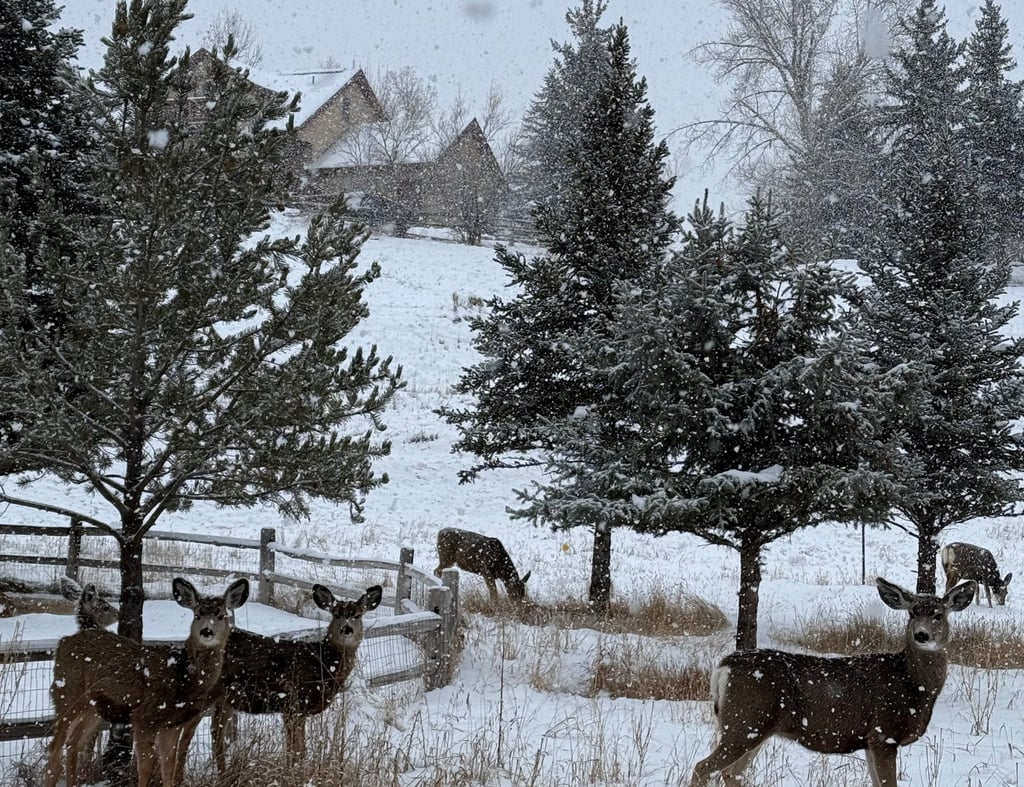 a herd of deer in the snow