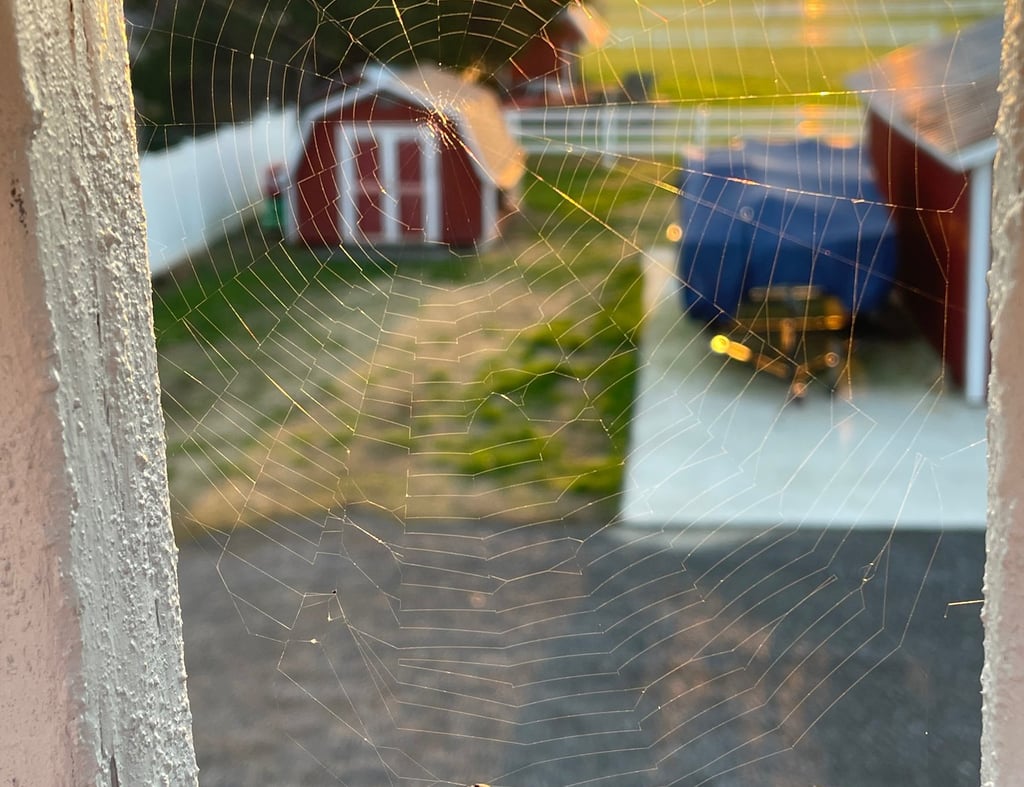 a spider web web webpage with a spider web webpage