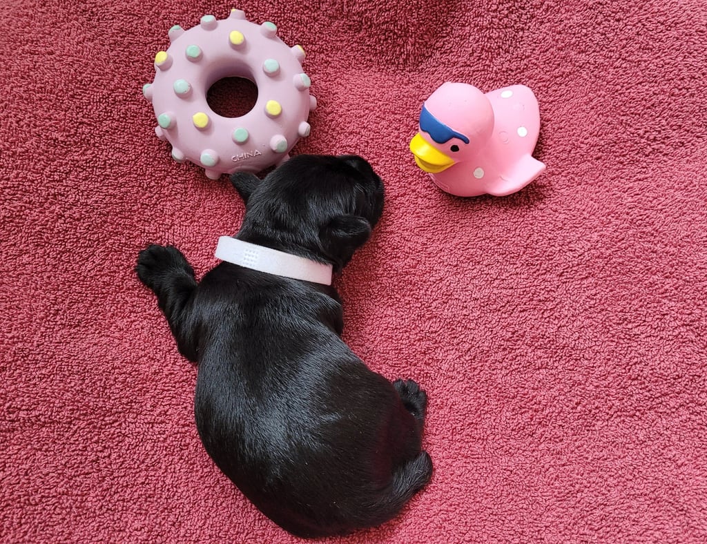 Bébé Schnauzer qui dort