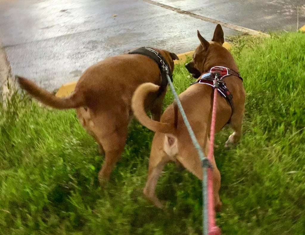 Two brown dogs on leashes walking through green grass near a paved parking lot at night.