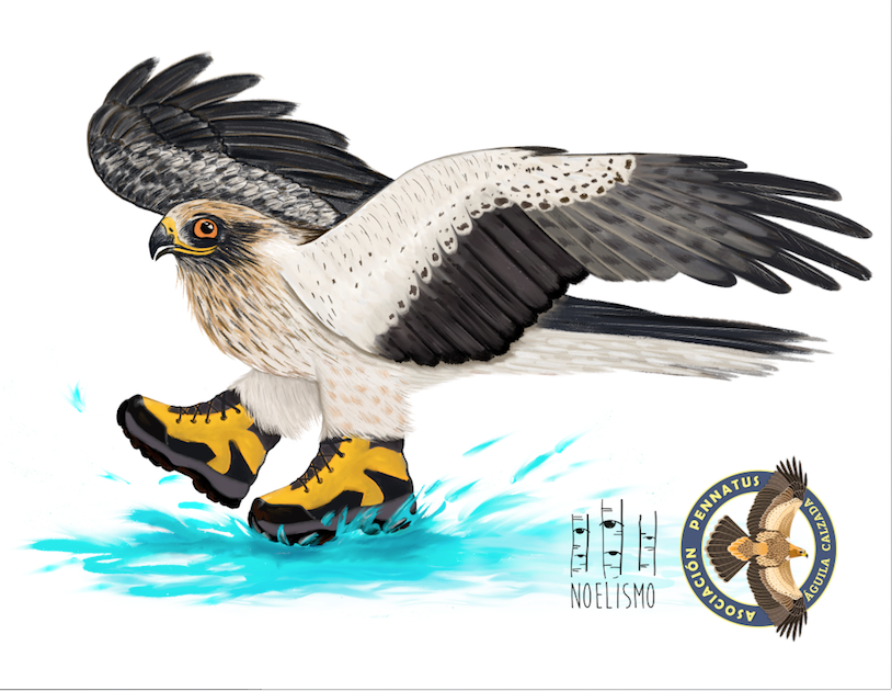 Aguila calzada Asociacion Pennatus