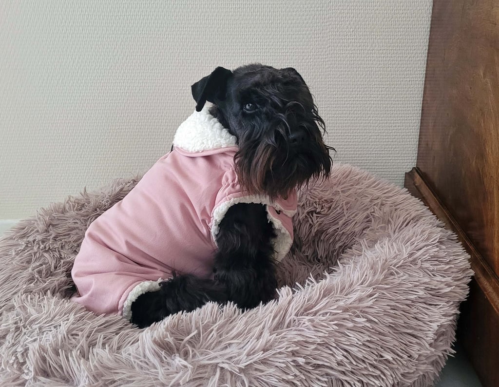 Femelle Schnauzer bien au chaud