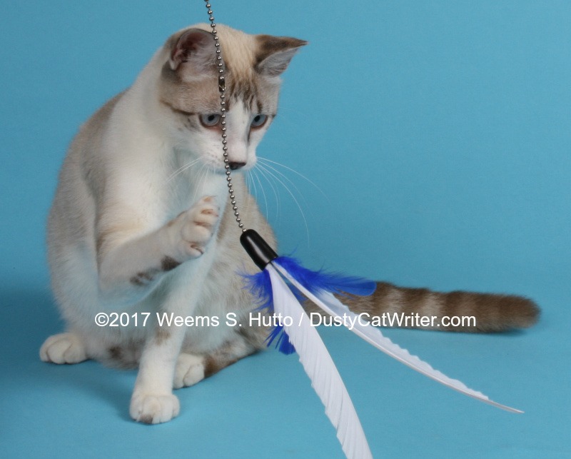 Spot, a young cat diagnosed with HCM at only 8 months. Felycin-CA1 came too late to save him.