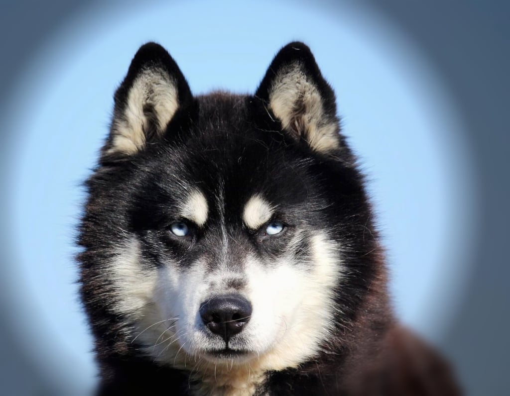 Husky Zazu mit blauen Augen