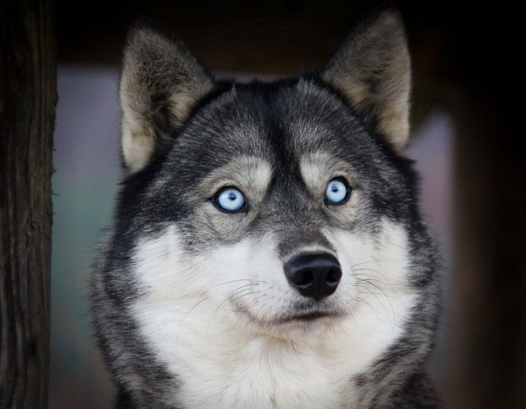 Agoutifarbene Huskyhündin Lumi mit zwei blauen Augen.