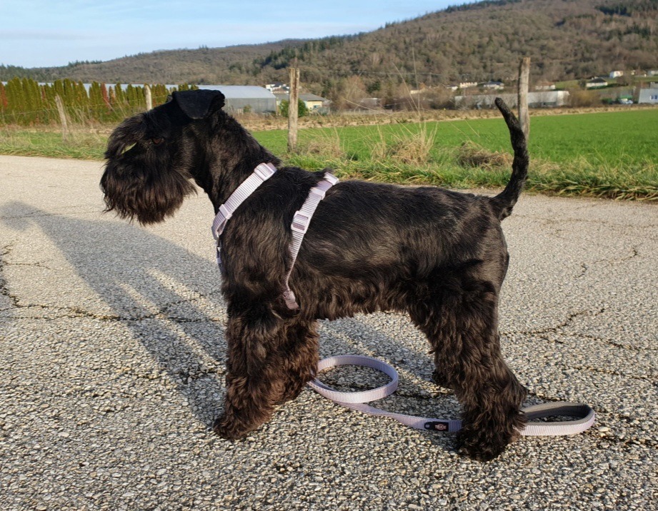 Tara en balade Schnauzer nain noir