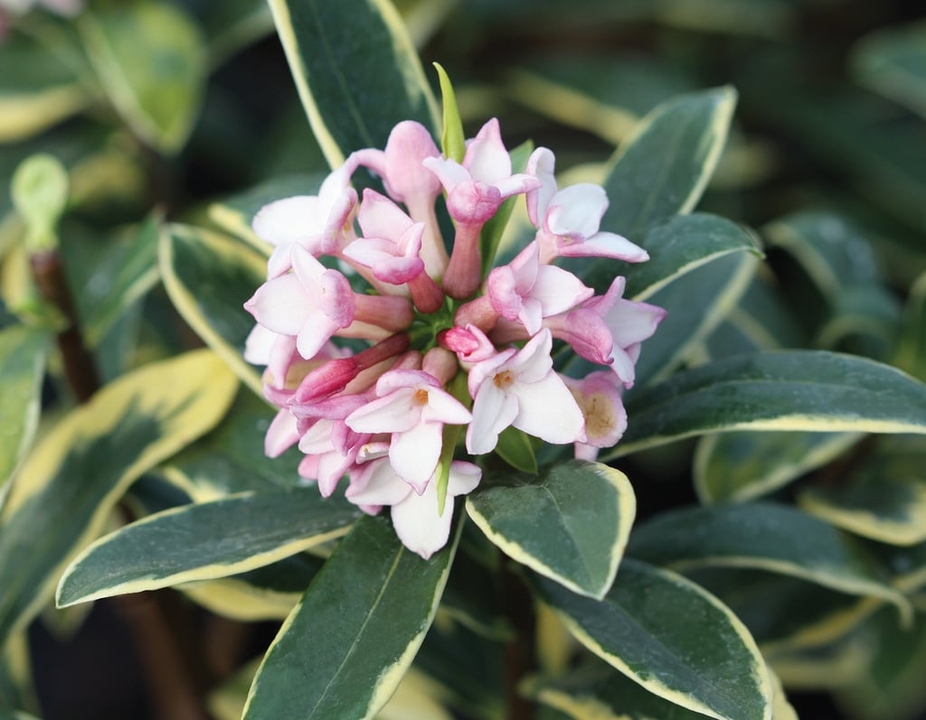 white pink flowers blooming on a slow growing bush