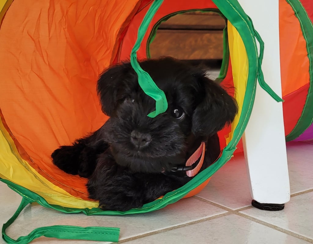 Bébé Schnauzer qui joue dans un tunnel