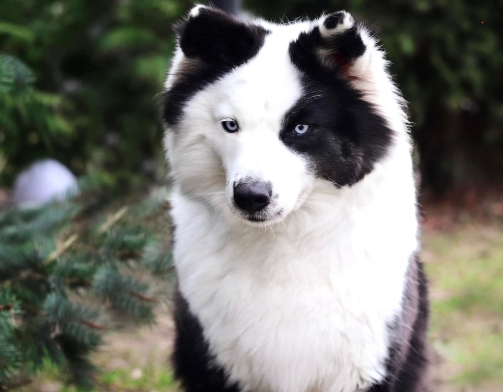 Yakutian laika breeders