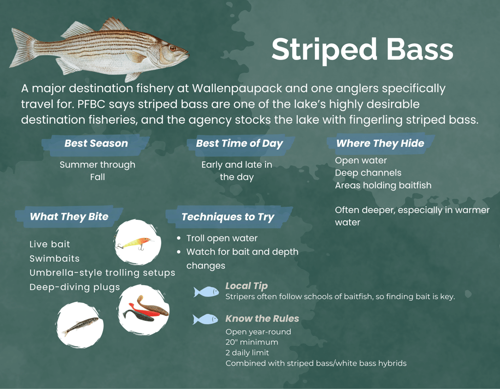 Infographic guide for fishing Striped Bass at Lake Wallenpaupack with season, bait, and techniques