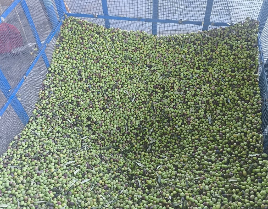 a container of olives in a container