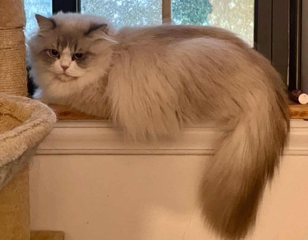 Lorenzo - Male Ragdoll Mix