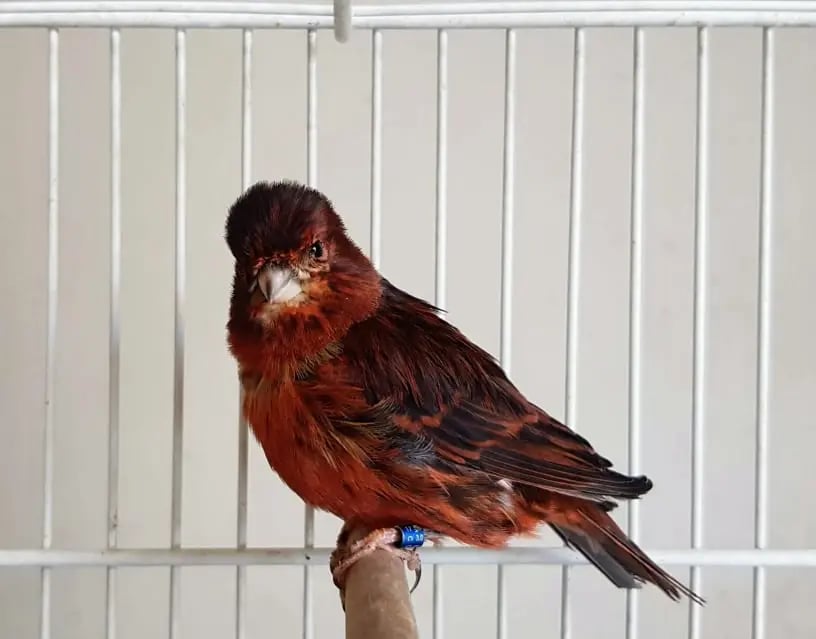 canario cobre intenso