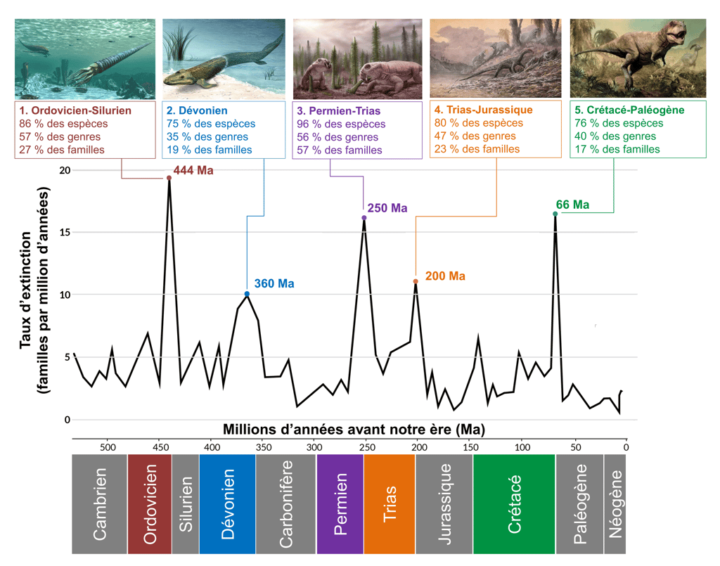 Les 5 grandes extinctions massives de la vie lors des 500 derniers millions d'années