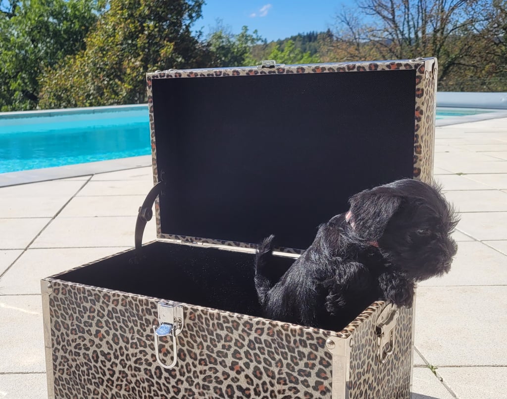 Chiot Schnauzer dans une malle