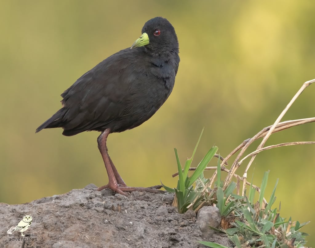 Black Crake | Birding Adventures Gambia