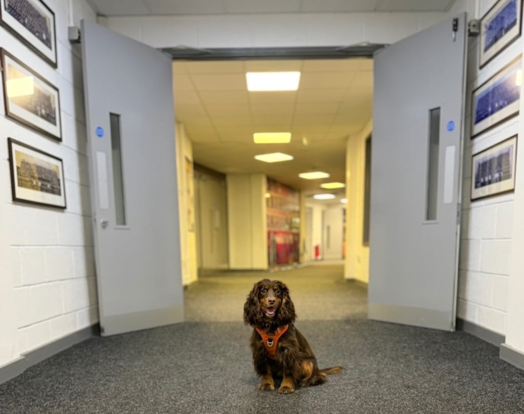 Calm dog sitting in a school corridor during training, demonstrating suitability for therapy dog environments