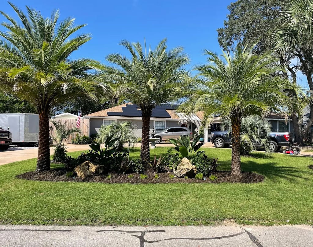 Florida home landscape featuring three large palm trees in a garden bed on a green lawn.