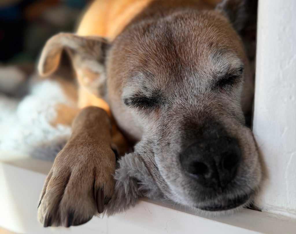 a dog is sleeping on a window sill