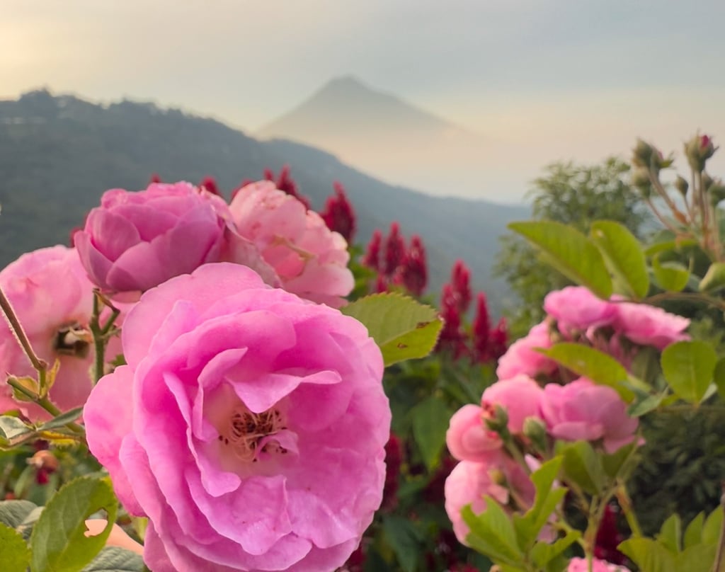 a person holding a flower in front of a mountain