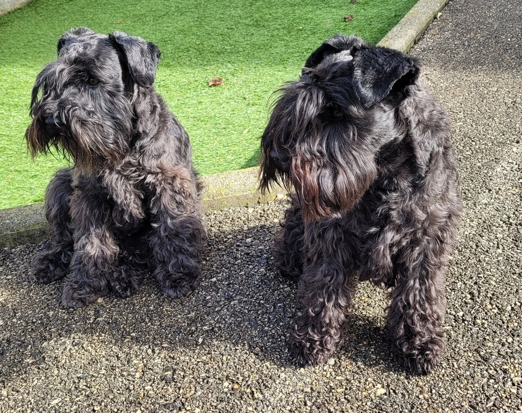 Tessie et Tara , élevage Diamants Noirs d'Also