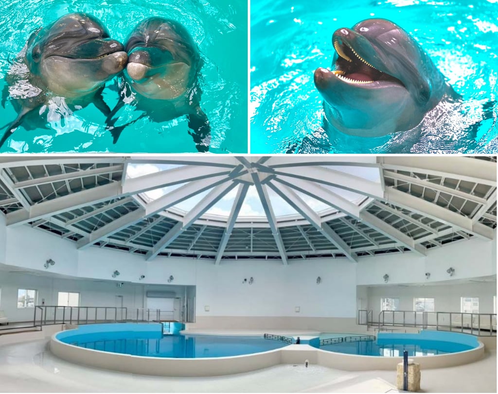 屋内プール施設「ノアドルフィンドーム」の全景とイルカ用プールとイルカたち|堺市のニュースならサカイタイムズ