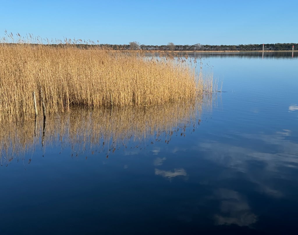 Blick auf Wasser und Schilf.