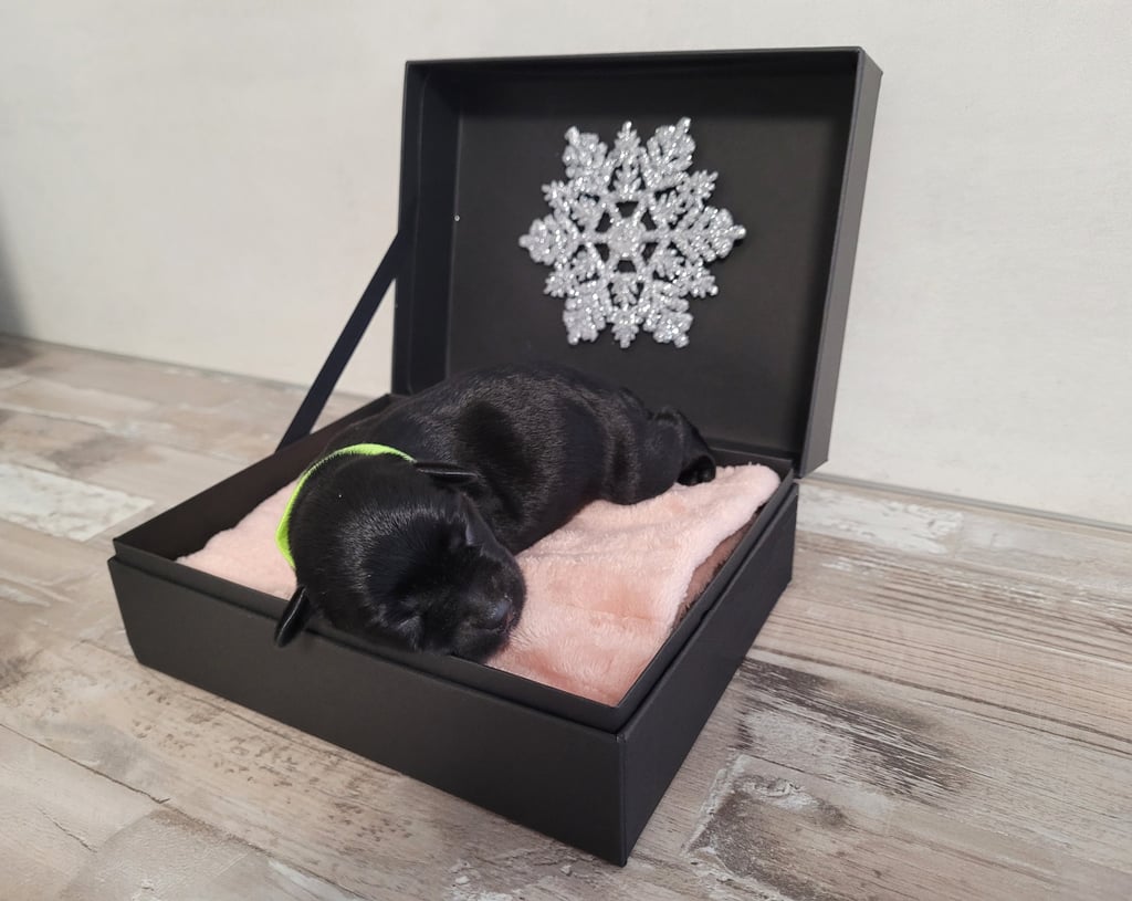 Un Diamant Noir est né