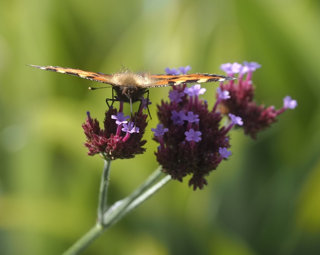 "Painted Lady on Verbena" by Anne Farrell