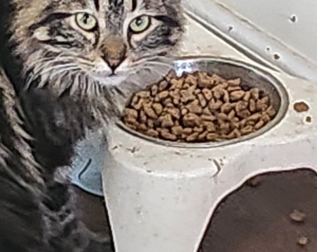 Close-up image of a grey long-haired cat intently eating brown pieces of dry cat food