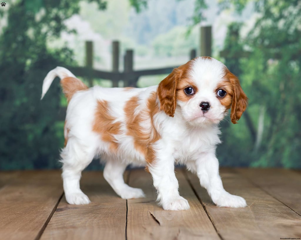 Cavalier King Charles Spaniel Puppies for Sale