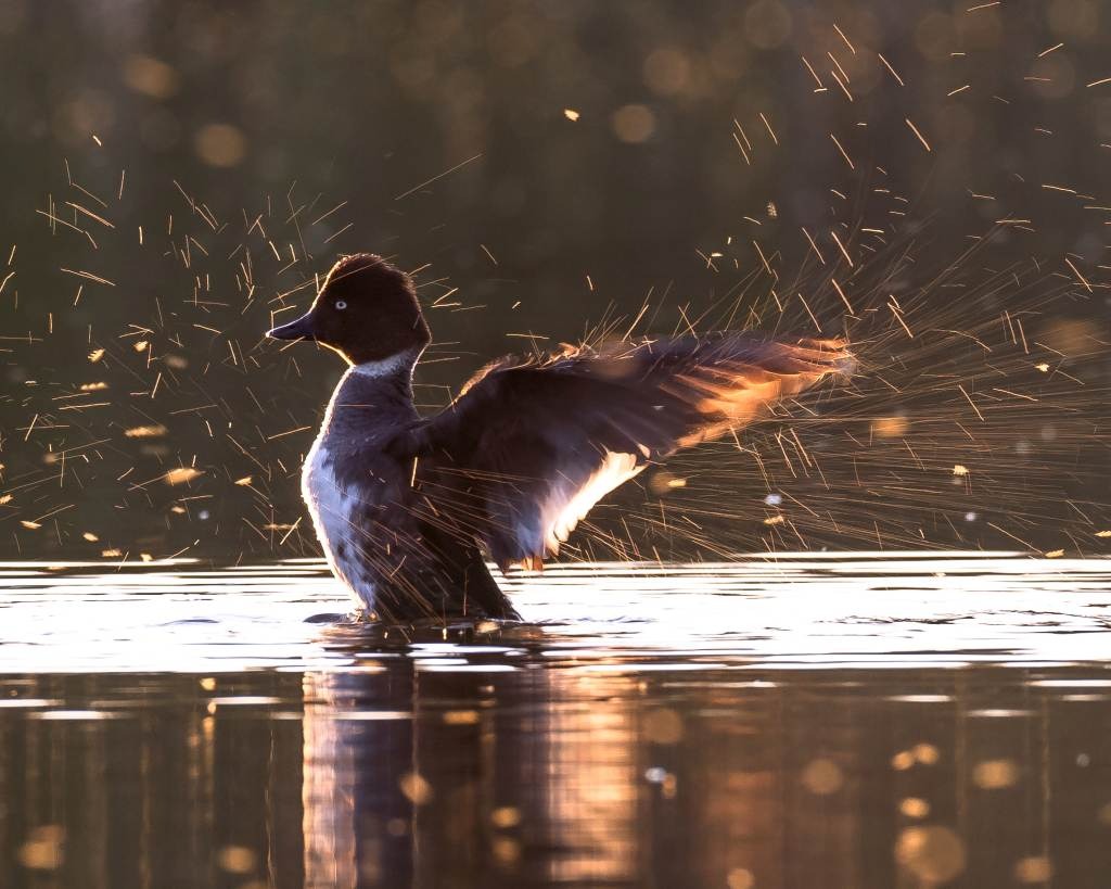 telkkänaaras, goldeneye ravistaa siipiään