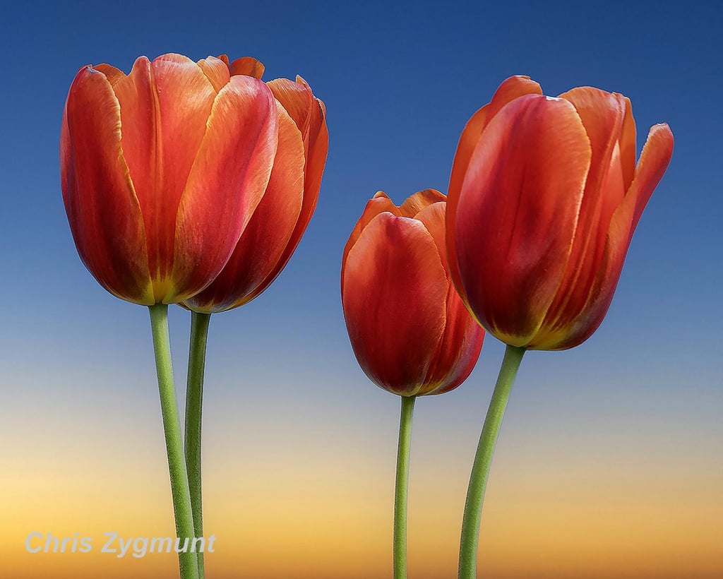 Tulips