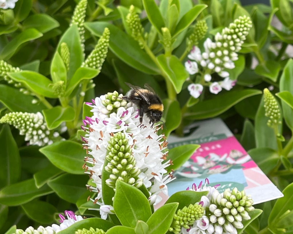 A bee taking nectar from a white plant