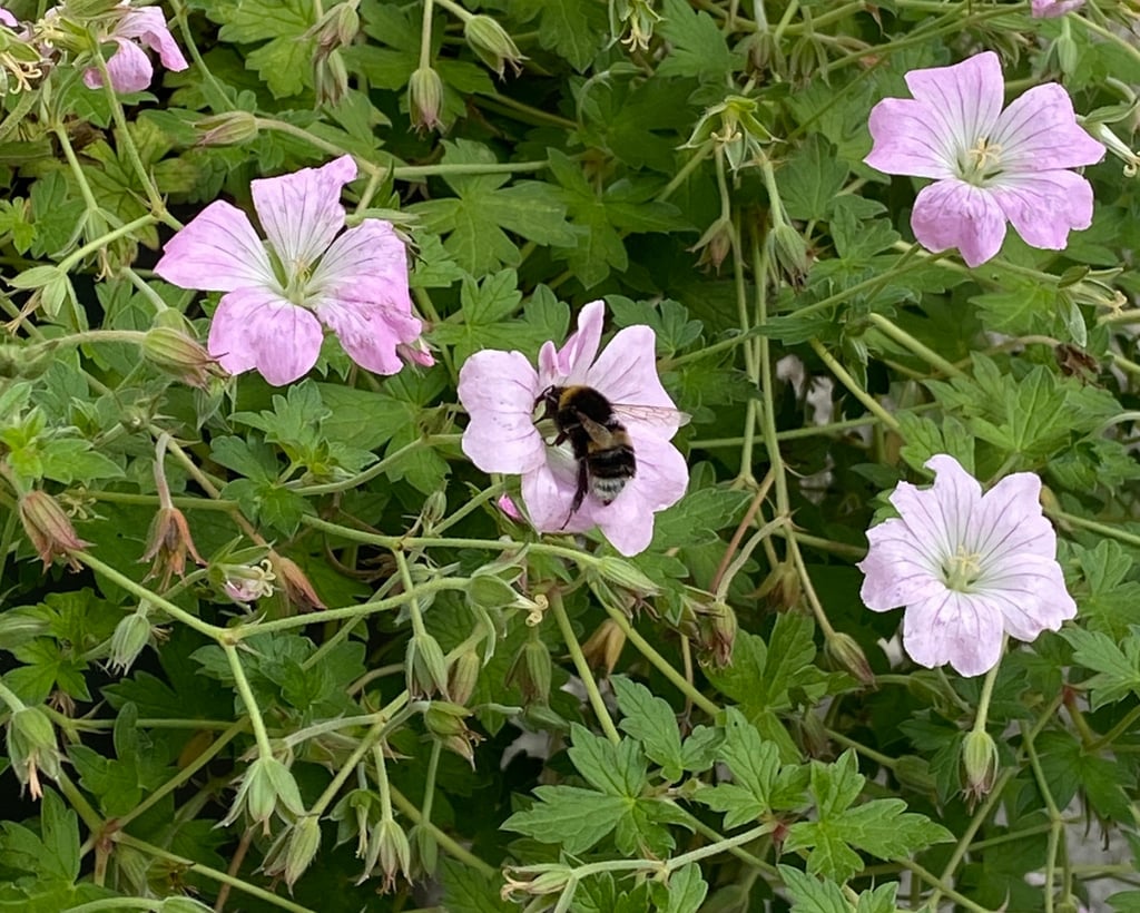 A bee taking nectar from a geranium plants