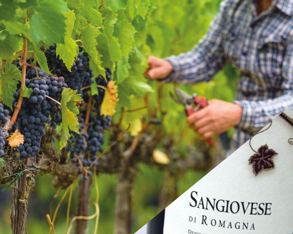 Sangiovese di Romagna, vino doc, vigneti entroterra, sangiovese doc.