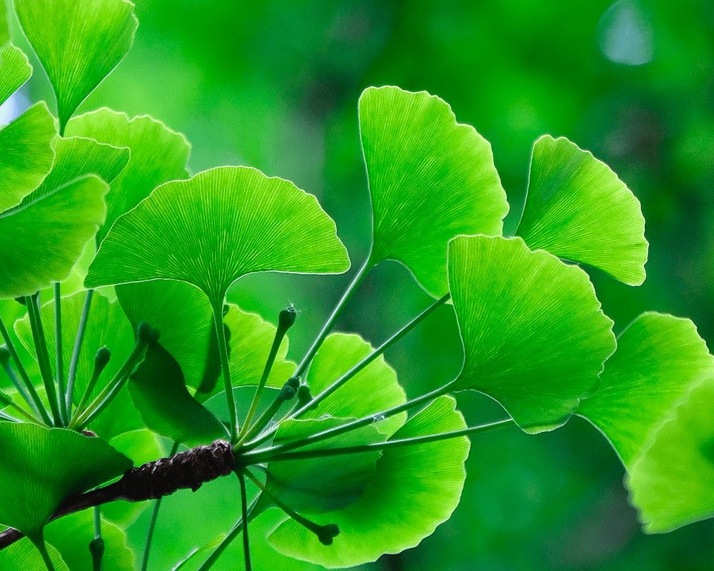 ginkgo biloba leaves
