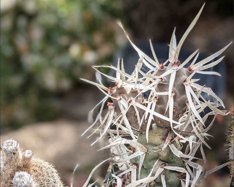 a South American Paper Spline cactus