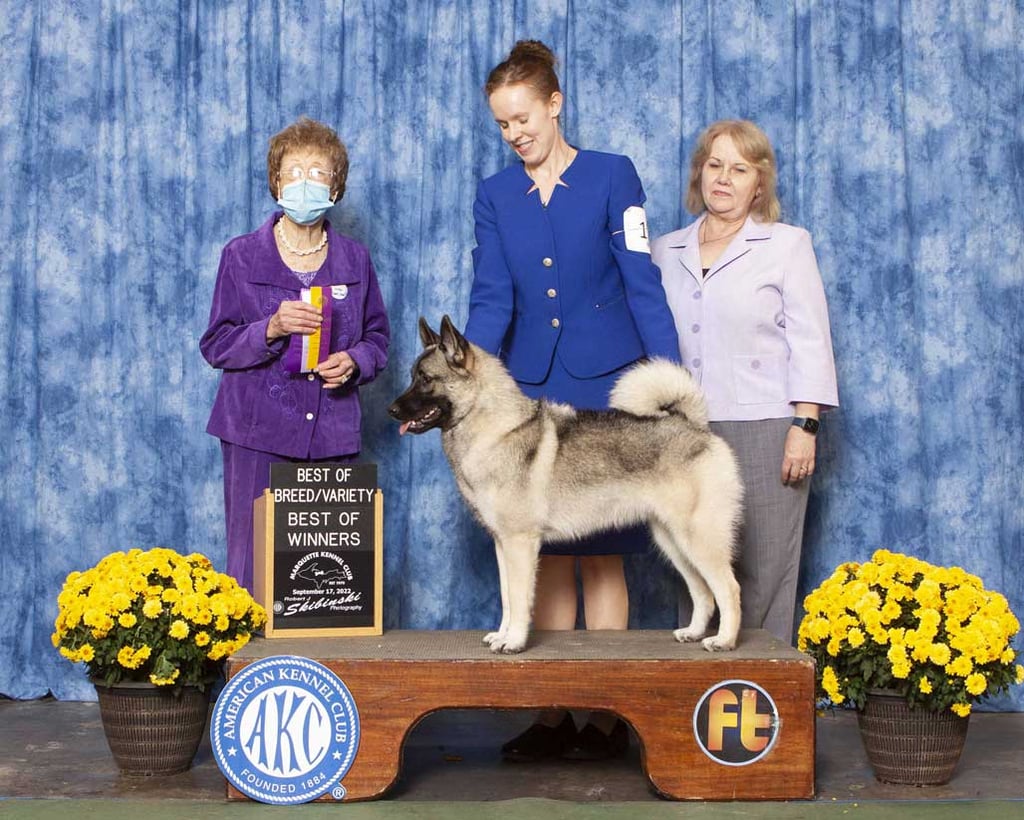 Norwegian Elkhound win photo