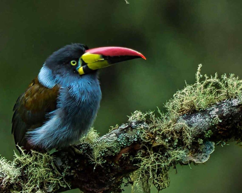 Colombia Andes Bird Photography Tour 14 Days in the World’s Bird Capital