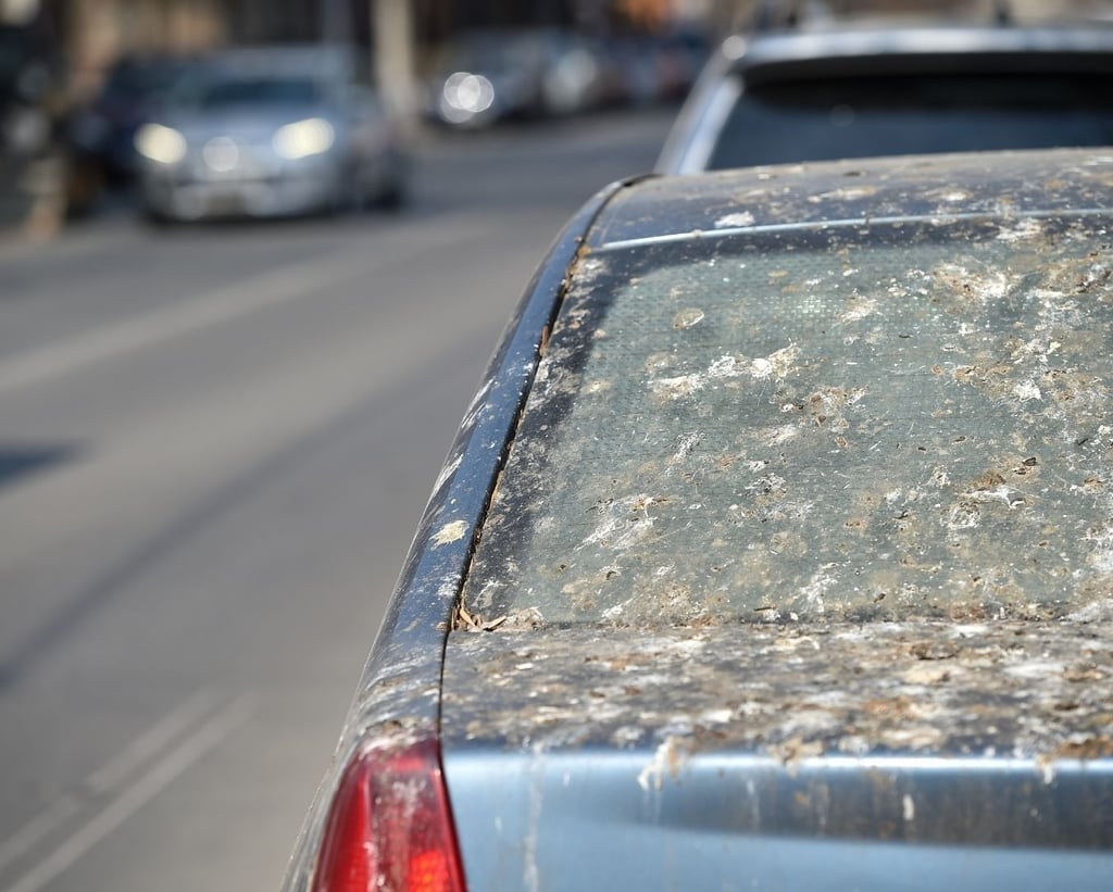 exemple de fientes d'étourneaux en ville, sur les voitures