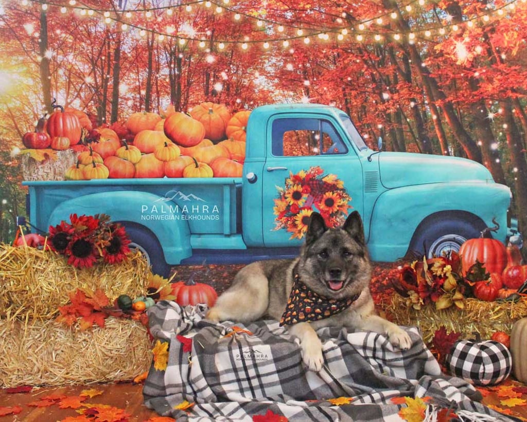 Norwegian Elkhound in Autumn scene