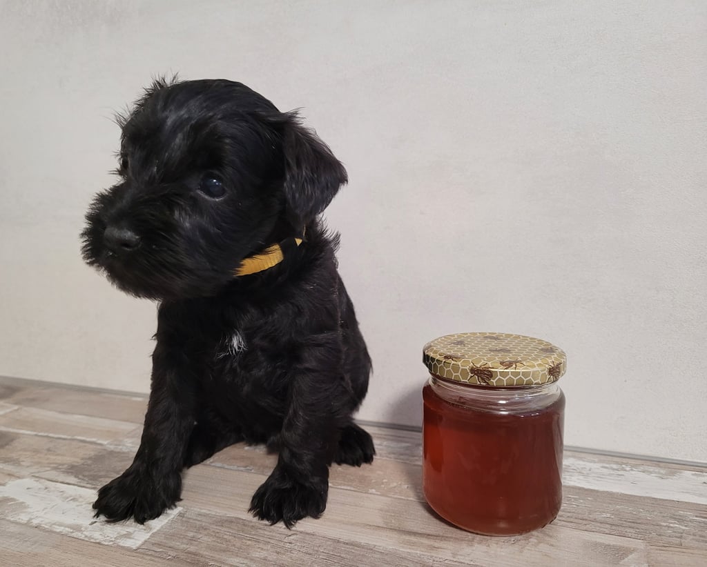 Virgule des Diamants Noirs d'Also